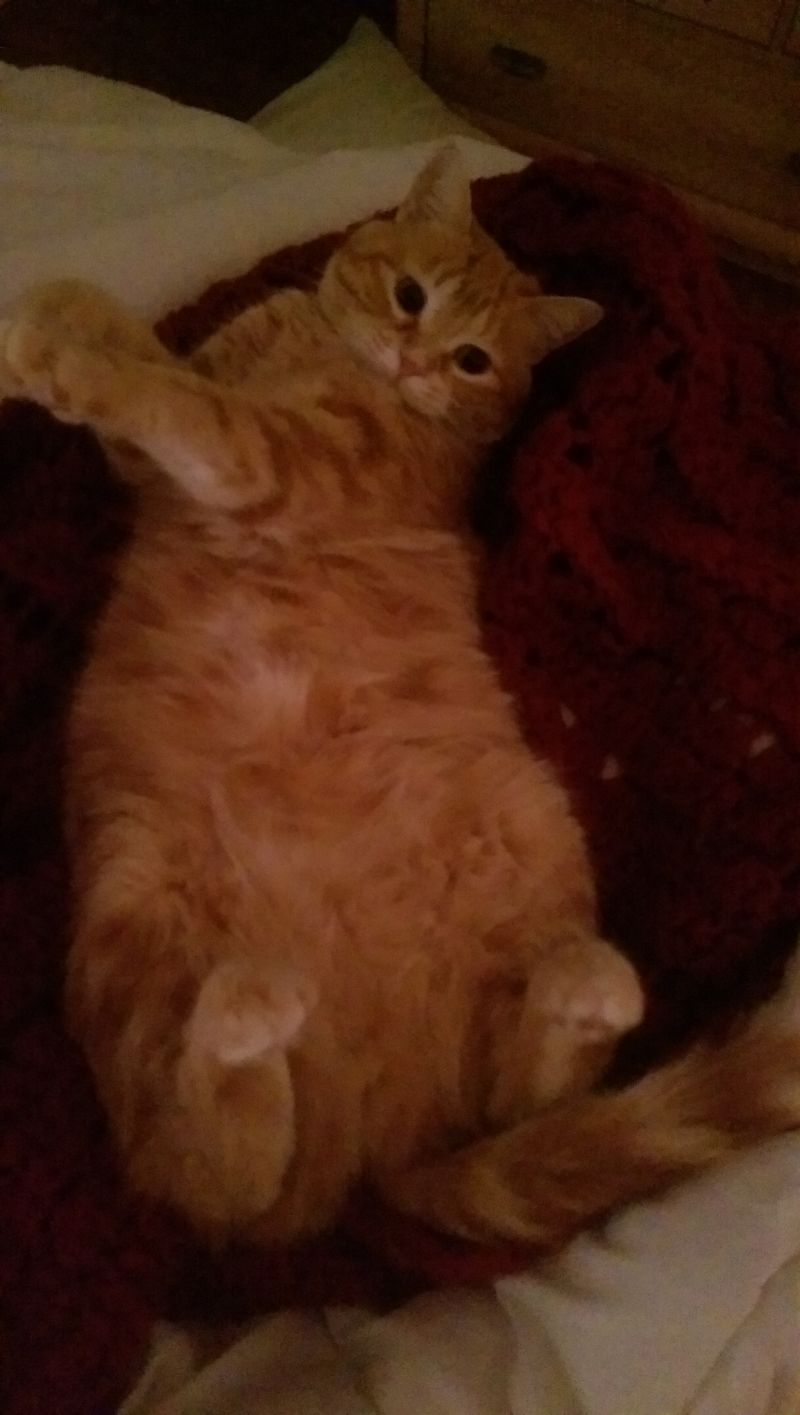 Is it just the cold medicine, or does that belly look perfect to nap on?